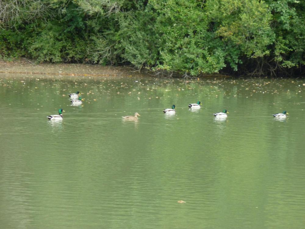 ETANG EN VENDEE