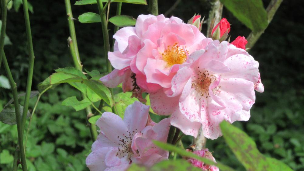 ROSES - ROSERAIE DE VENDEE