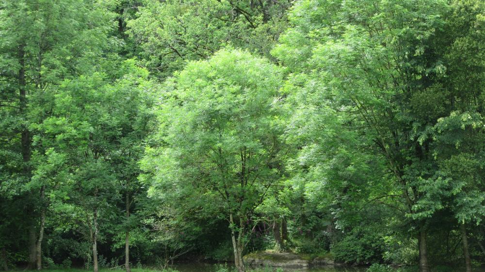 forêt