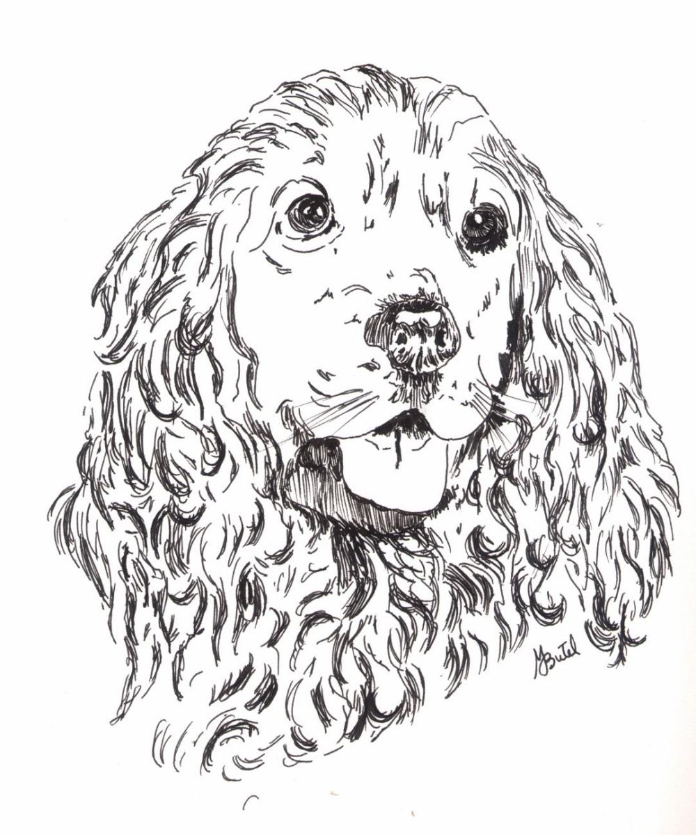 DESSIN EPAGNEUL